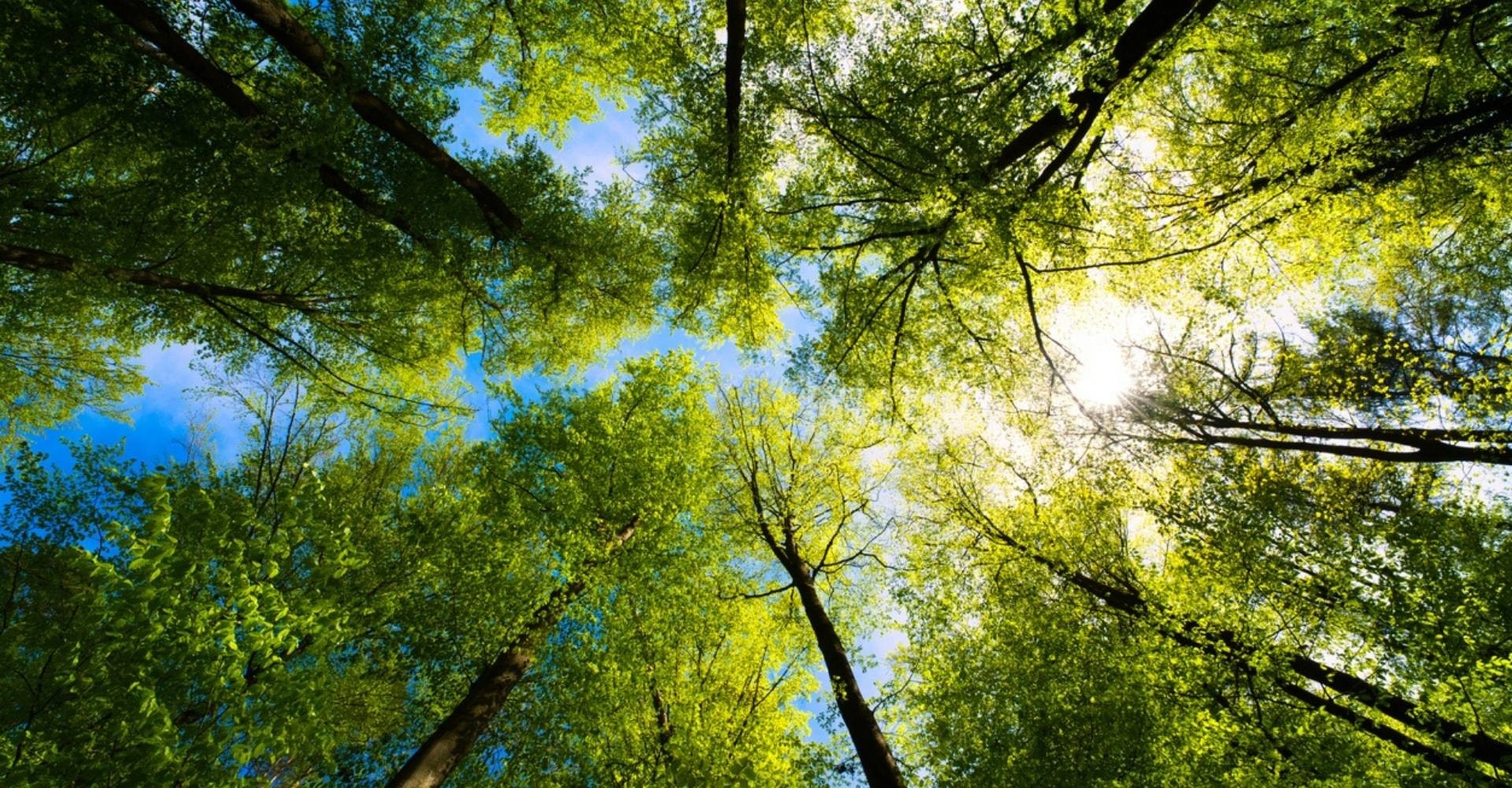 View of the blue sky through lush tree tops as seen from the ground.